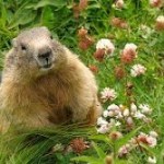 marmotta Phil