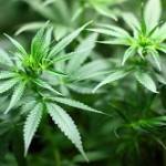 Cannabis effetti terapeutici