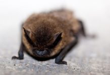 Pipistrello