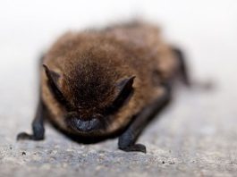 Pipistrello