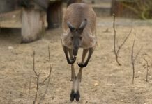 Canguro e auto a guida autonoma