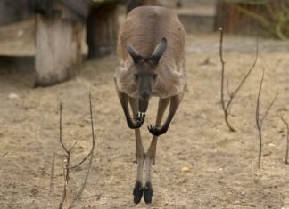 Canguro e auto a guida autonoma