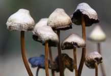 Funghi allucinogeni depressione