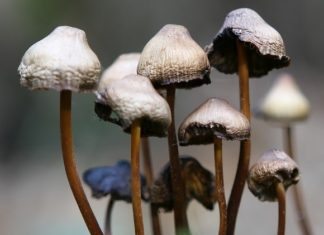 Funghi allucinogeni depressione