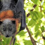 Pipistrello volpe volante australia caldo