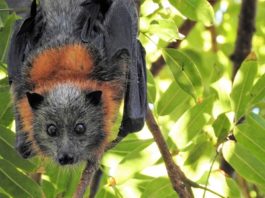 Pipistrello volpe volante australia caldo