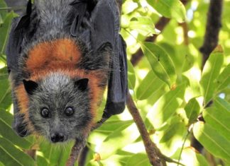 Pipistrello volpe volante australia caldo