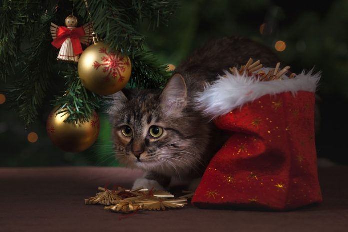 Capodanno botti come salvaguardare cani e gatti