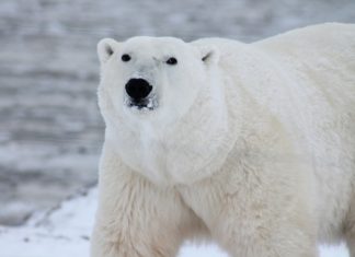 Orso polare salvato in elicottero