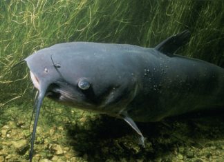 Pesce gatto divora anatre laghetto