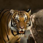 Ragazzo pensa di essere tigre siberaiana