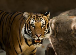 Ragazzo pensa di essere tigre siberaiana