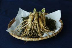 Ginseng pianta proprietà