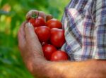 pomodori agrocoltura