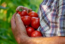 pomodori agrocoltura