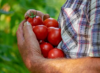 pomodori agrocoltura